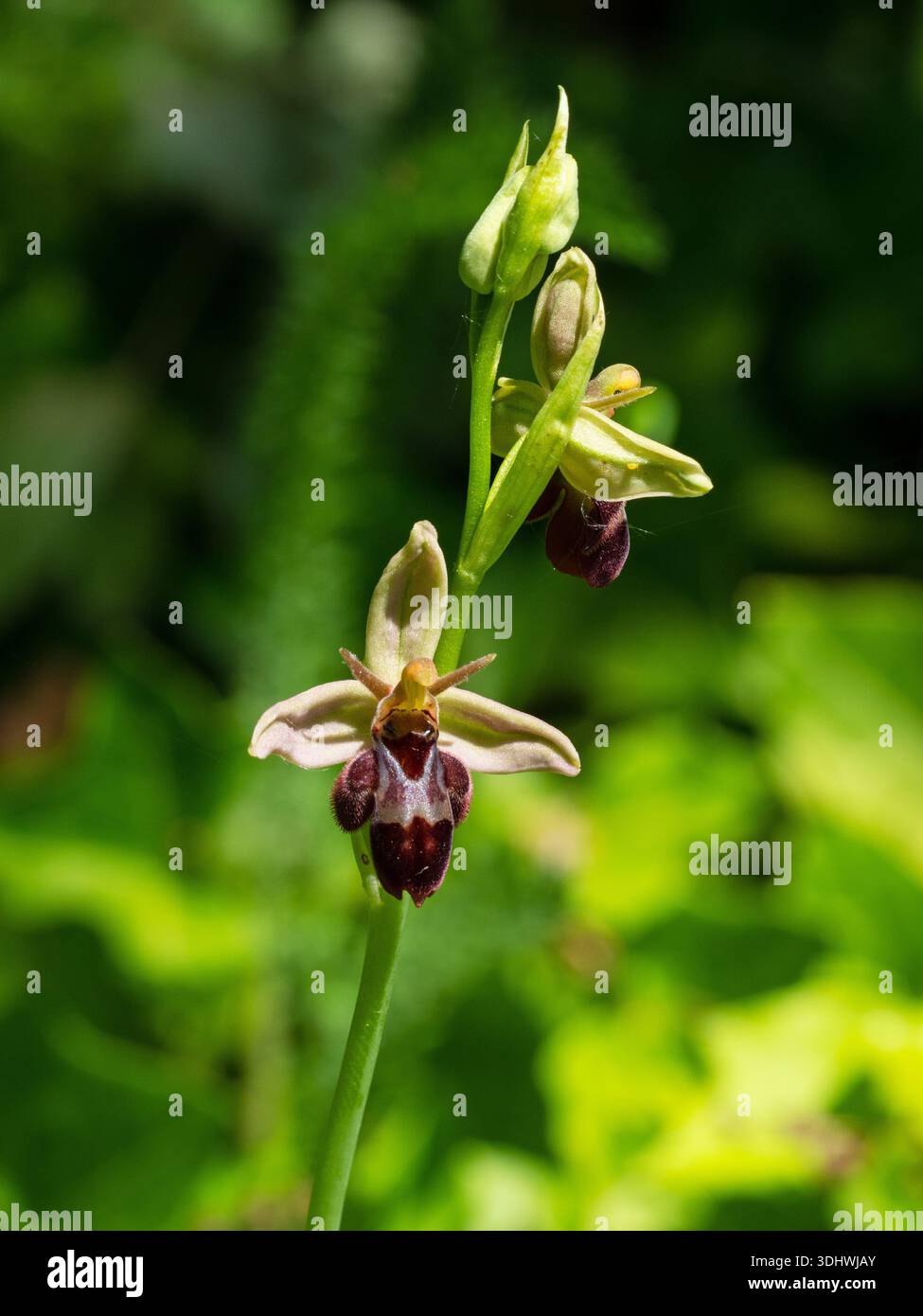 Ibrido tra orchidea Fly e orchidea Bee Ophrys apifera x Ophrys insectifera Somerset, Inghilterra, Regno Unito, maggio 2020 Foto Stock