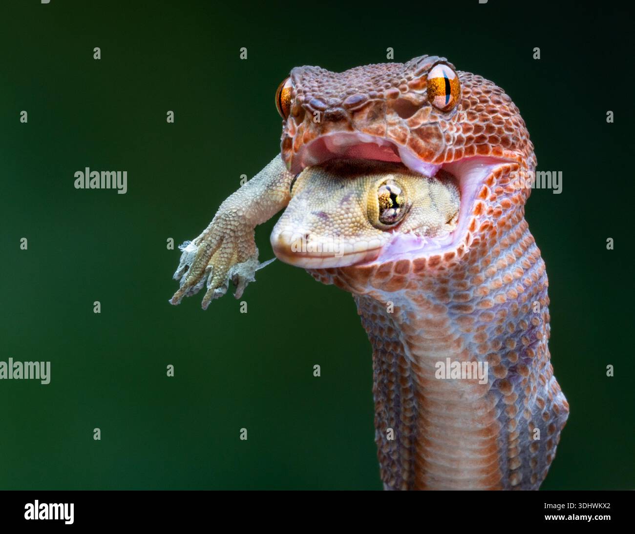 Vista delle mascelle di un serpente che inglobano un geco, i suoi piccoli arti che si infrangono sullo sfondo di un verde fogliame, una danza primitiva di predatori e prede, Medan, Foto Stock