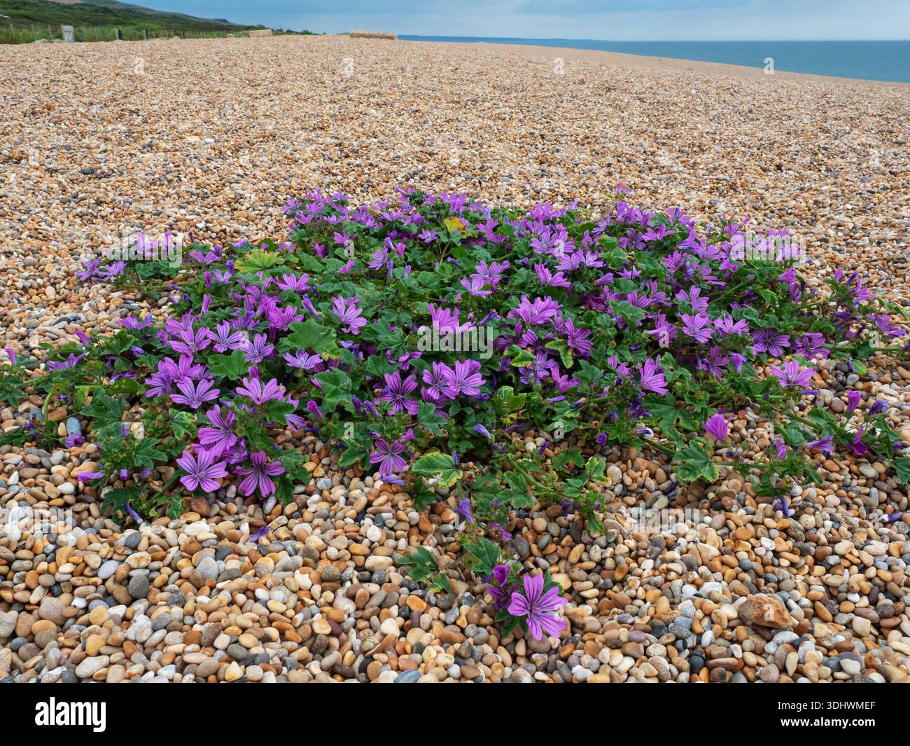Malva sylvestris comune di malva che cresce su ciottoli, Chesil Beach, West Bexington, Dorset, Inghilterra, Regno Unito, luglio 2021 Foto Stock