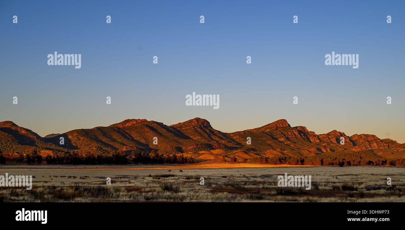 Due emù (Dromaius novaehollandiae) aare nanizzati dalle montagne della catena dei Flinders mentre il sole sorge in Australia meridionale. Foto Stock