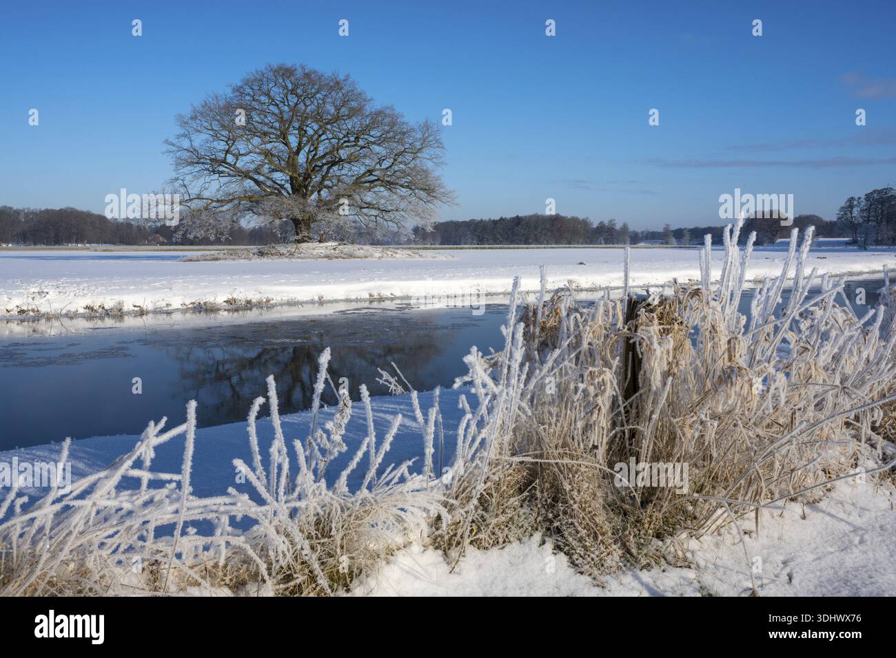 Vecchia quercia sull'Hunte vicino a Colnrade in inverno, Buehren, Colnrade, bassa Sassonia, Germania Foto Stock