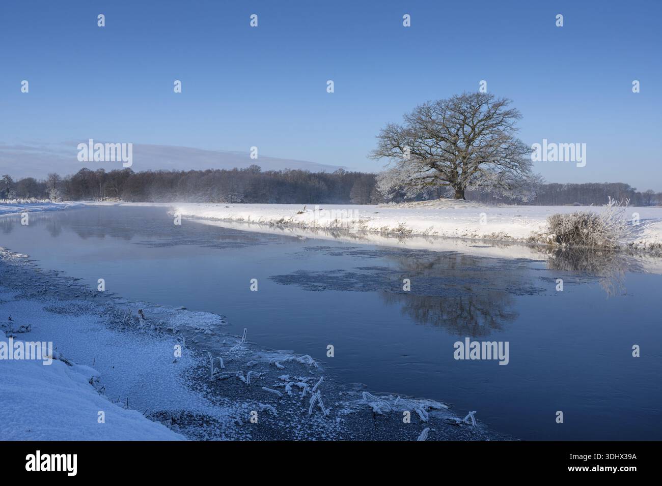 Vecchia quercia sull'Hunte vicino a Colnrade in inverno, Buehren, Colnrade, bassa Sassonia, Germania Foto Stock
