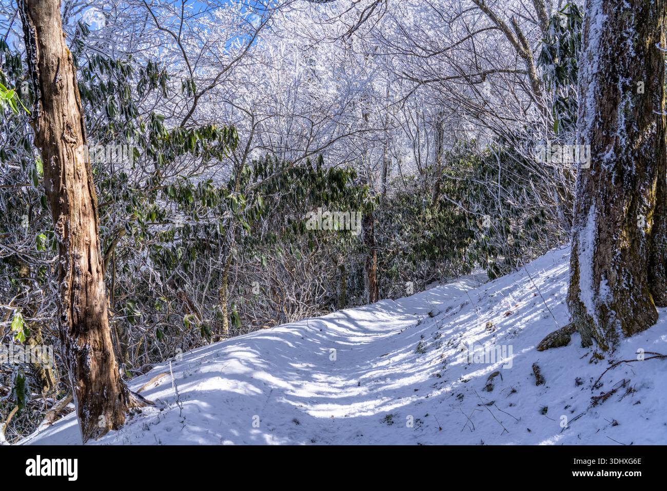Un sentiero coperto di neve nel Great Smoky National Park con trekking invernale Blue Skies Foto Stock