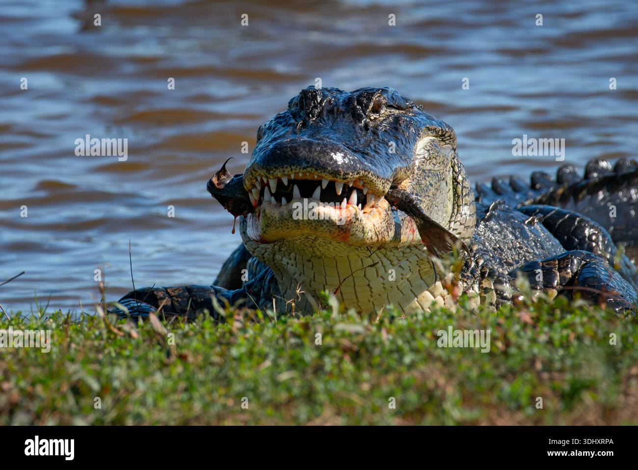 Primo piano sulla foto di un alligatore americano con un pesce in bocca e sangue Foto Stock