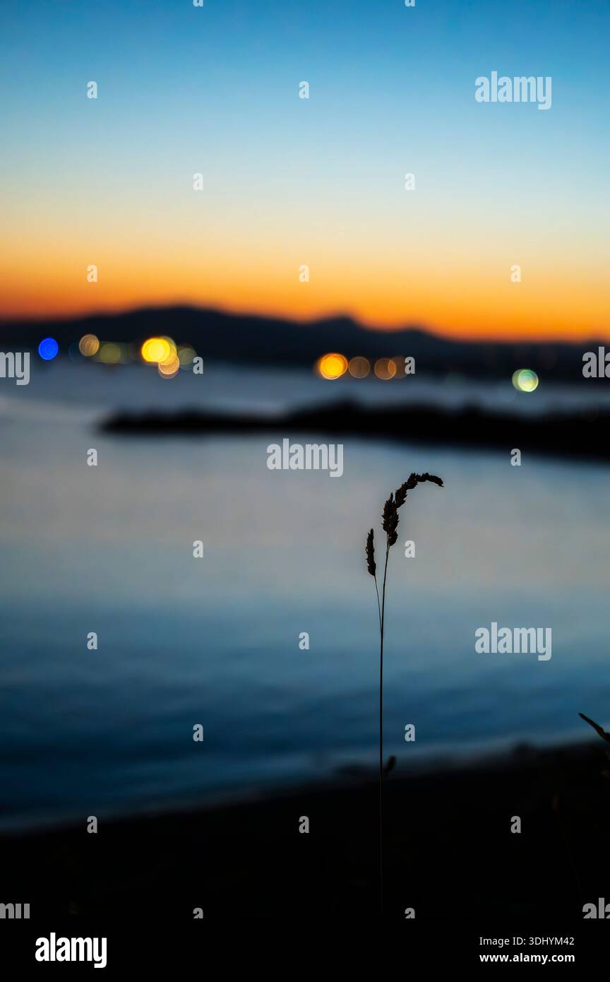 Un solo gambo d'erba si mette a fuoco in un cielo al crepuscolo, con luci lontane e montagne leggermente sfocate sullo sfondo. Il gradiente Foto Stock