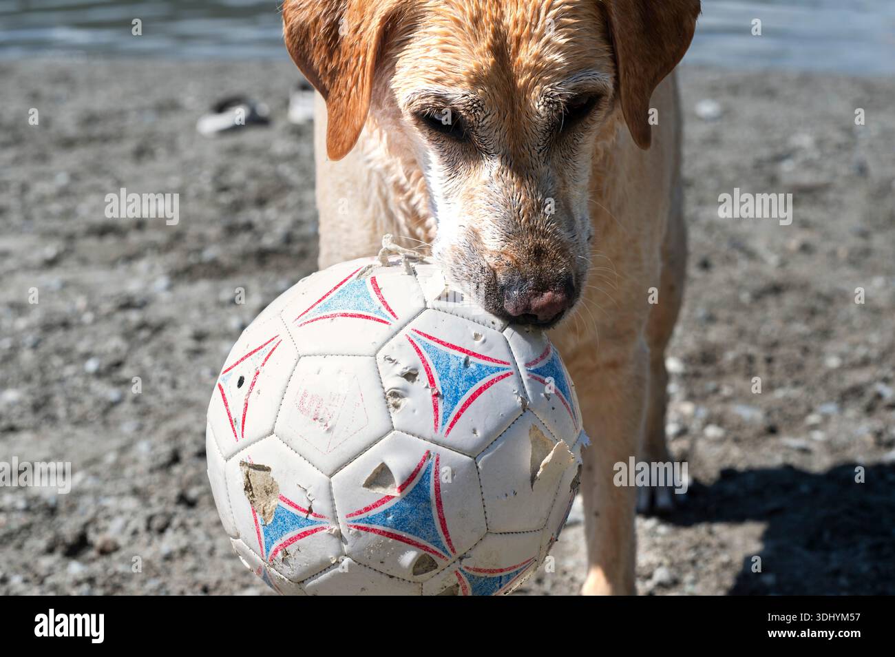 Un Labrador Retriever bagnato si trova su una spiaggia sabbiosa vicino a un lago, afferrando in bocca una palla da calcio usurata. Colline boscose e acque calme incorniciano il playfu Foto Stock