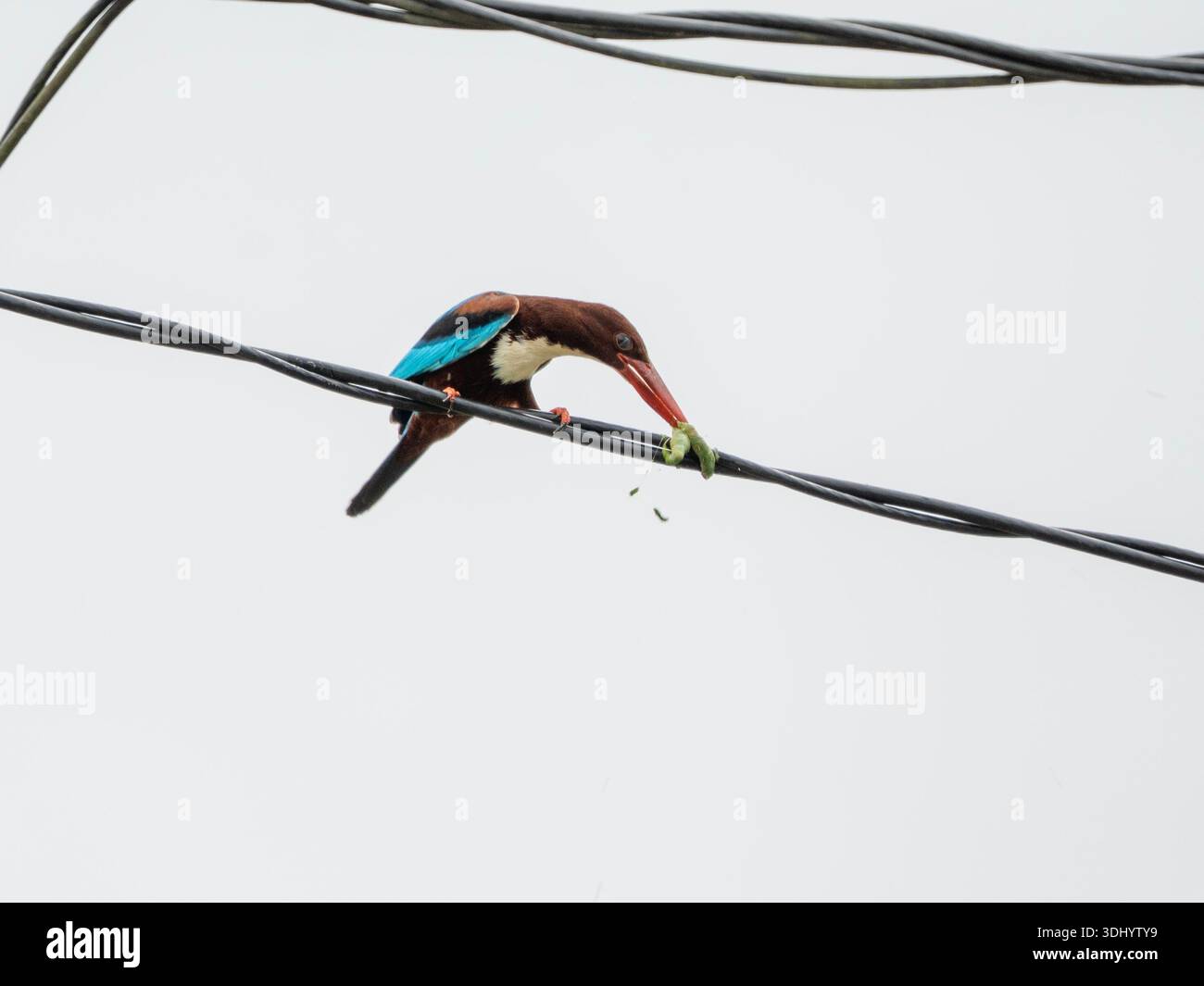 Un Kingfisher dalla gola bianca poggia su una linea elettrica, inclinandosi in avanti per colpire un bruco verde contro il cavo sotto un cielo luminoso e coperto. Foto Stock