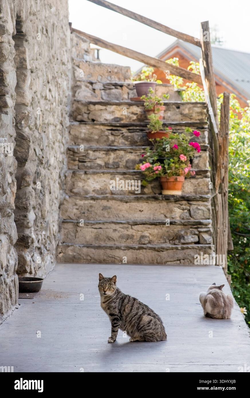 Gatti sulla terrazza di una casa a Vallouise, Vallouise-Pelvoux, Hautes-Alpes, Francia. L'edificio riflette l'architettura vernacolare locale, caratterizzata da spesse pareti in pietra e costruzioni in legno - materiali adattati al clima alpino, progettati per trattenere il calore e resistere alle pesanti nevicate in questo villaggio di montagna delle Alpi francesi. Foto Stock