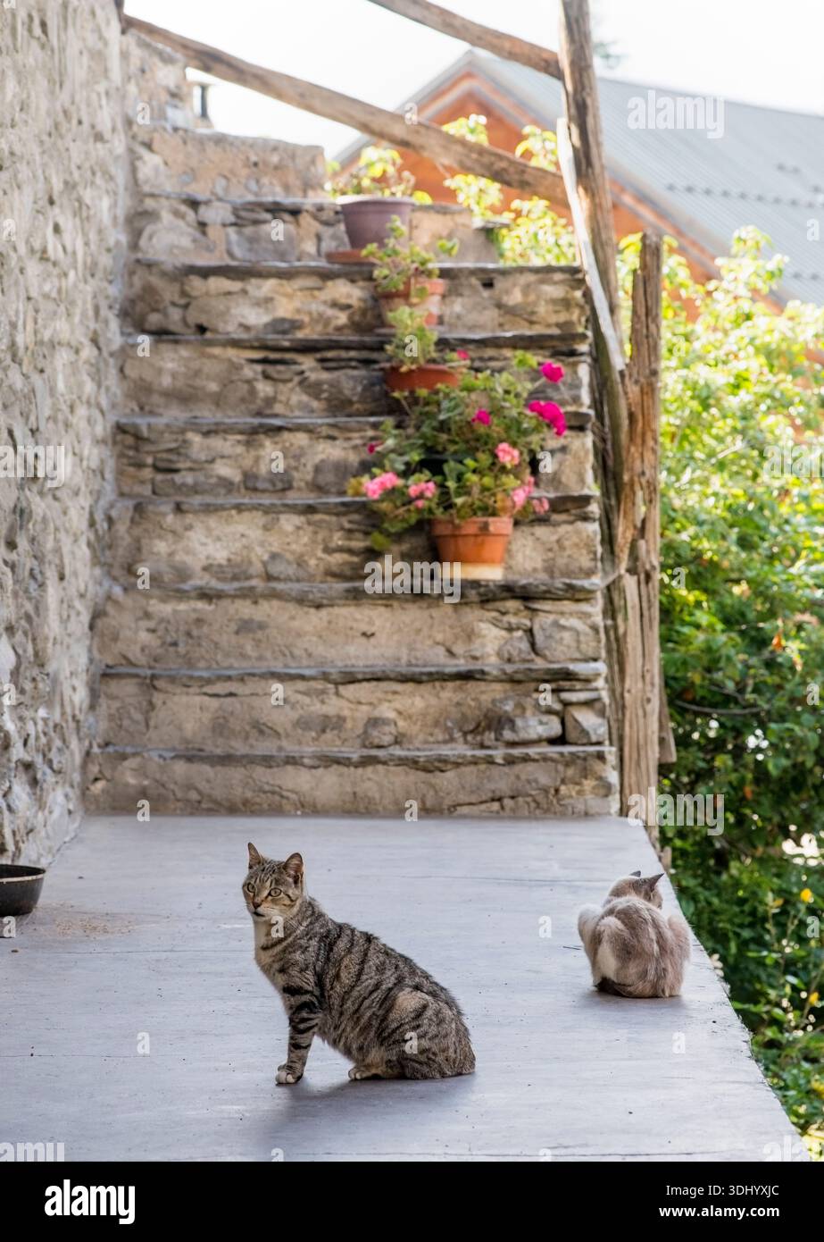 Gatti sulla terrazza di una casa a Vallouise, Vallouise-Pelvoux, Hautes-Alpes, Francia. L'edificio riflette l'architettura vernacolare locale, caratterizzata da spesse pareti in pietra e costruzioni in legno - materiali adattati al clima alpino, progettati per trattenere il calore e resistere alle pesanti nevicate in questo villaggio di montagna delle Alpi francesi. Foto Stock