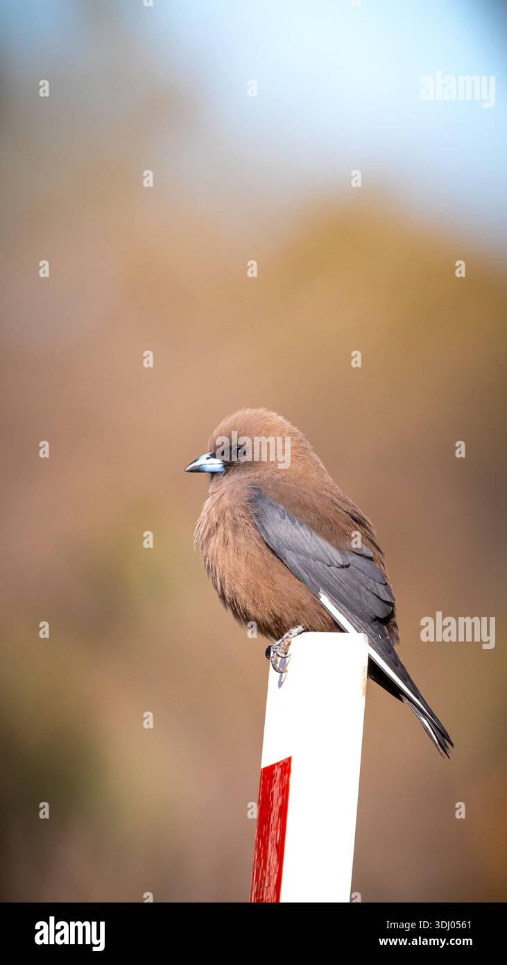 Woodswallow Artamus cinereus di fronte a un nero arroccato sul palo della guida Foto Stock