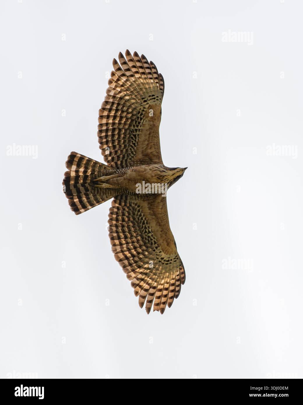 Mountain Hawk Eagle in Flight Feather dettaglio e forma aerodinamica Foto Stock
