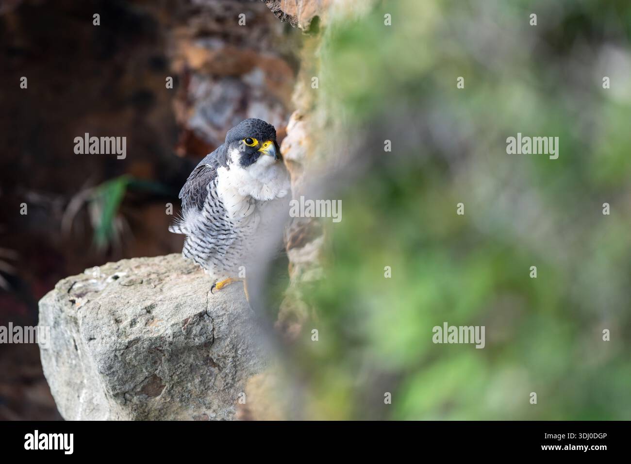 Peregrine Falcon Falco Peregrinus arroccato sulla scogliera con Foliage Verde Foto Stock