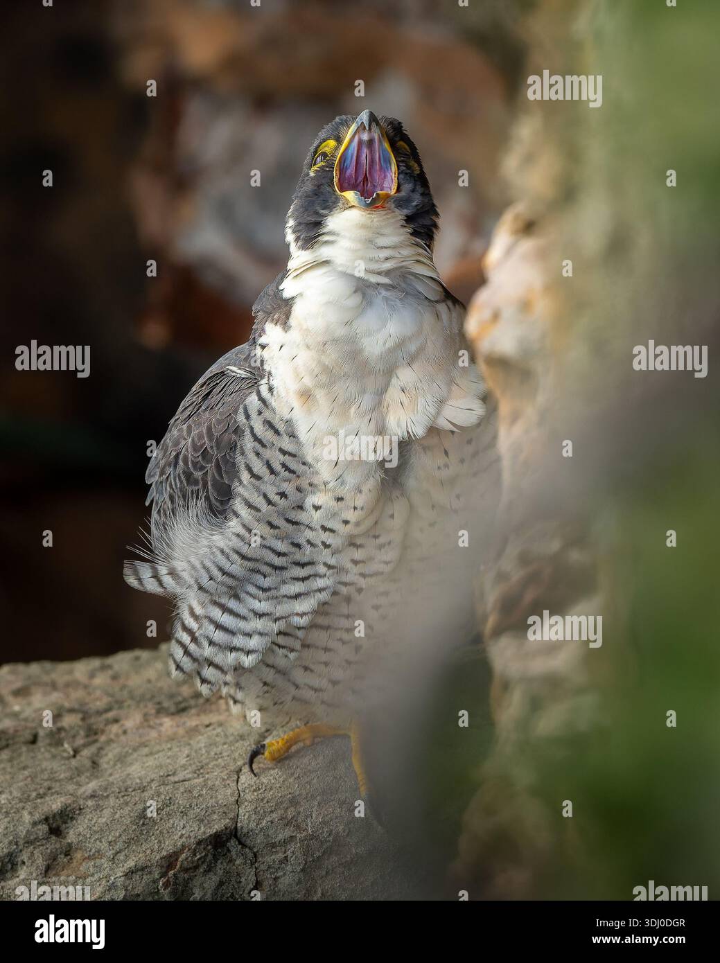 Immagine stock Peregrine Falcon Open Beak Detail Bird of Prey Foto Stock