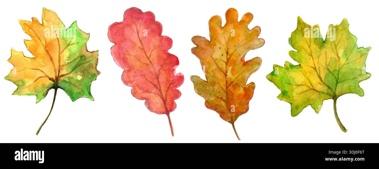 acquerello foglie autunnali in verde, rosso e marrone isolate su sfondo bianco Set di 4 dipinti a mano Foto Stock
