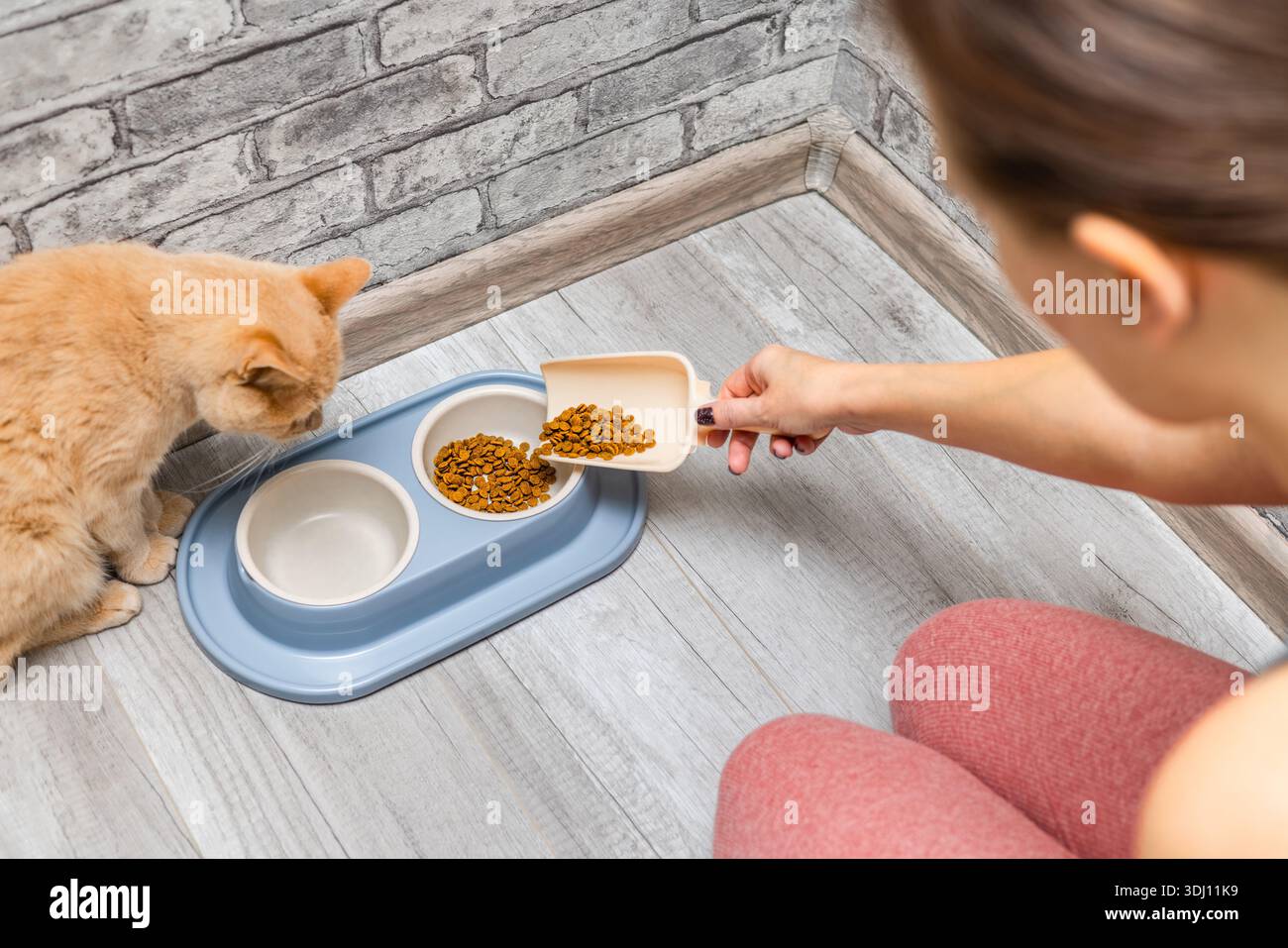 L'apparecchio versa il cibo secco in un recipiente per il gatto. Una donna spende del cibo per un gatto. prendersi cura di un gatto domestico. paletta per alimenti secchi. dare da mangiare al gatto. un gatto Foto Stock