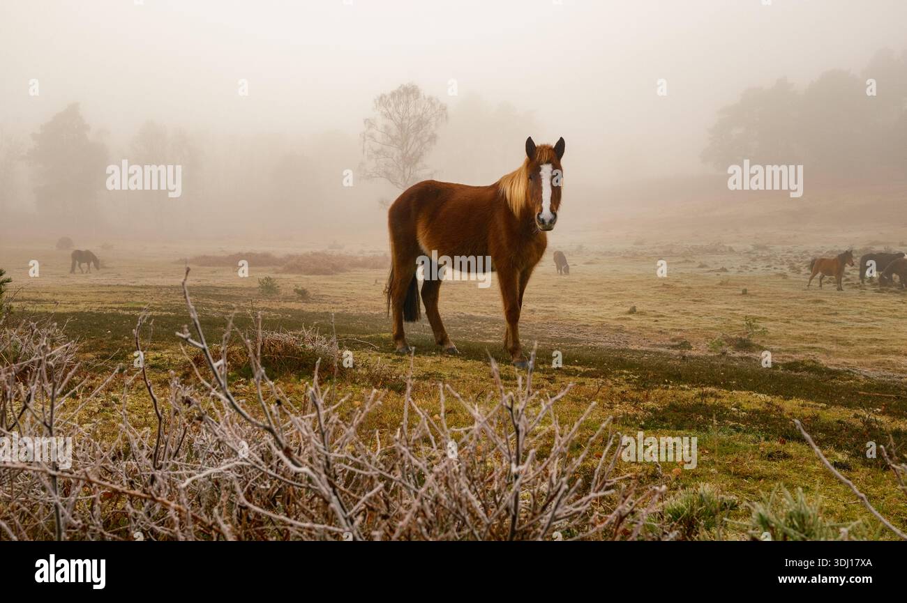 Una splendida scena nebbiosa della New Forest con un cavallo marrone che guardava alla telecamera mentre il sole si infrangeva dietro gli alberi inondati di luce arancione Foto Stock