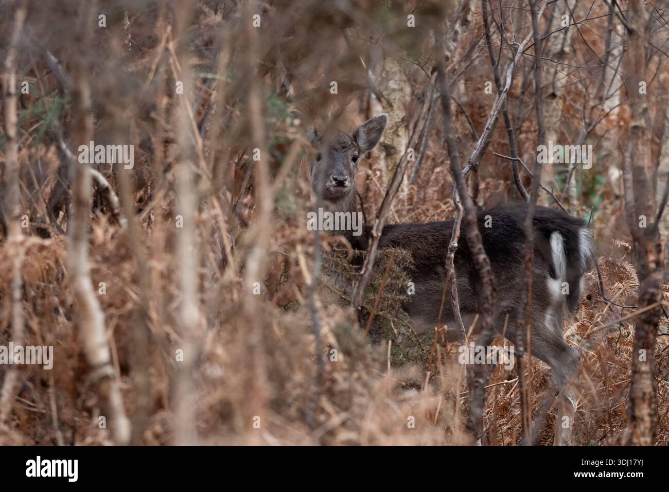 Un cervo della New Forest nascosto nella fitta macchia di faggio nel New Forest Hampshire Inghilterra Foto Stock