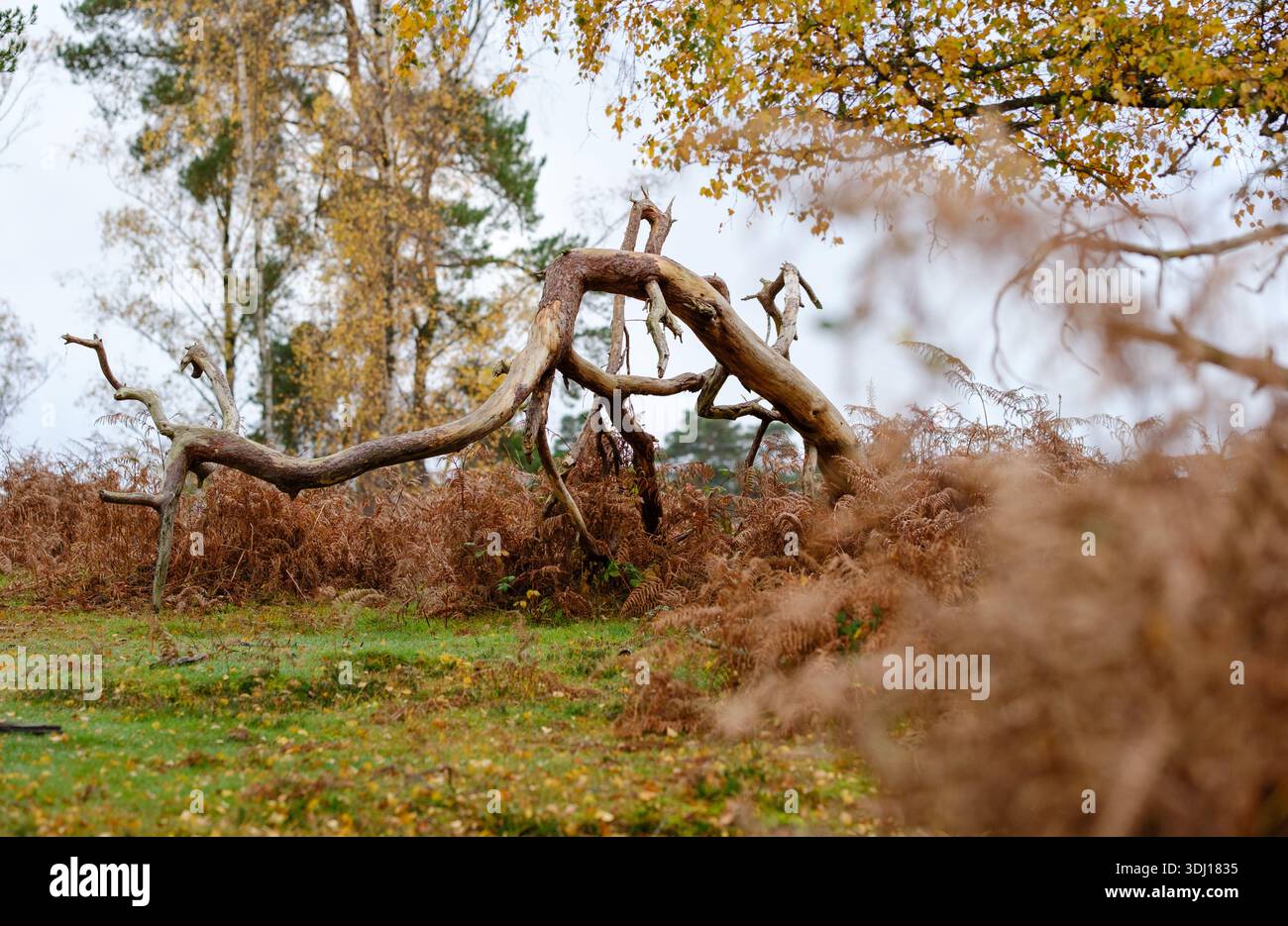 Un albero caduto intemprato dagli elementi è curvato e distorto contro le felci arancioni e le foglie del New Forest hampshire Inghilterra. Foto Stock
