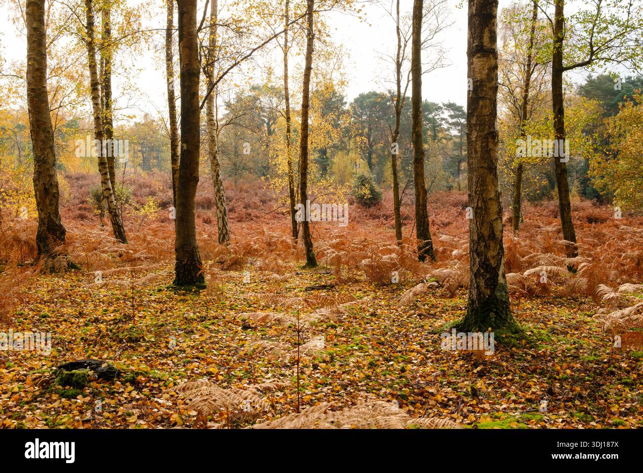 Una scena autunnale arancione nel New Forest Hampshire in Inghilterra con alberi, felci e foglie sparse nella foresta. Foto Stock