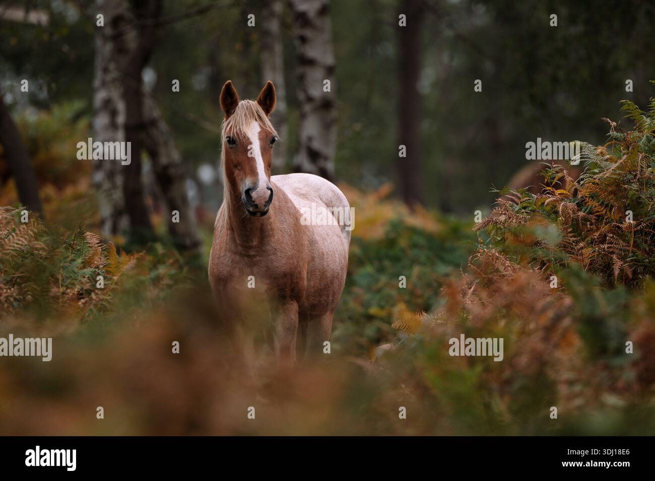 Un grande cavallo di colore marrone della New Forest con un naso bianco si erge in allerta con le orecchie sullo sfondo degli alberi della foresta e incorniciato con il salmone. Foto Stock