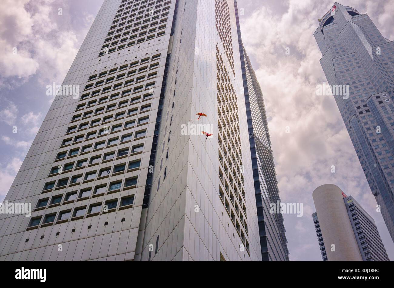 Due pappagalli Macaw che volano liberi tra i grattacieli vicino a Raffles Place il centro OUB e UOB plaza. Foto Stock