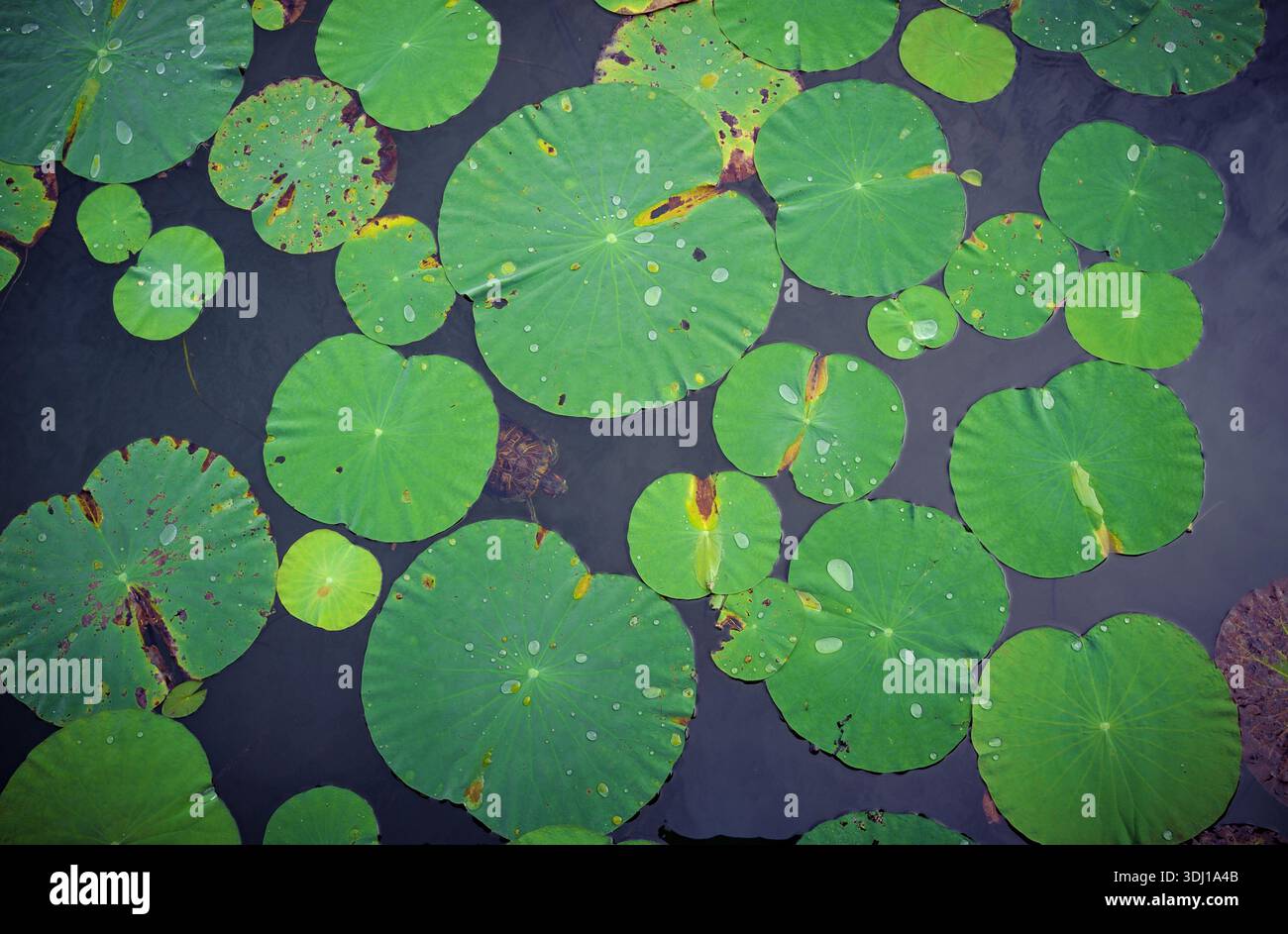 Uno shot che guarda in basso su un laghetto pieno di grandi acque verdi Lilly lascia ai Gardens by the Bay Singapore con una tartaruga che appare da sotto una foglia. Foto Stock