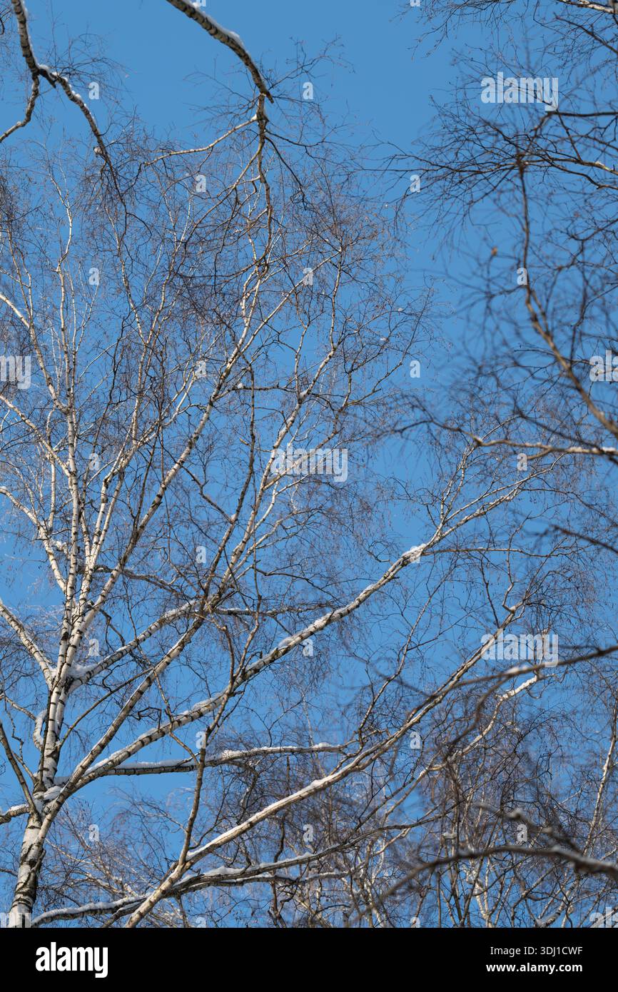 Osservando i modelli di semi sotto un ampio cielo azzurro dagli alberi, osservando le forme di semi sparse sotto il cielo aperto attraverso i rami degli alberi Foto Stock