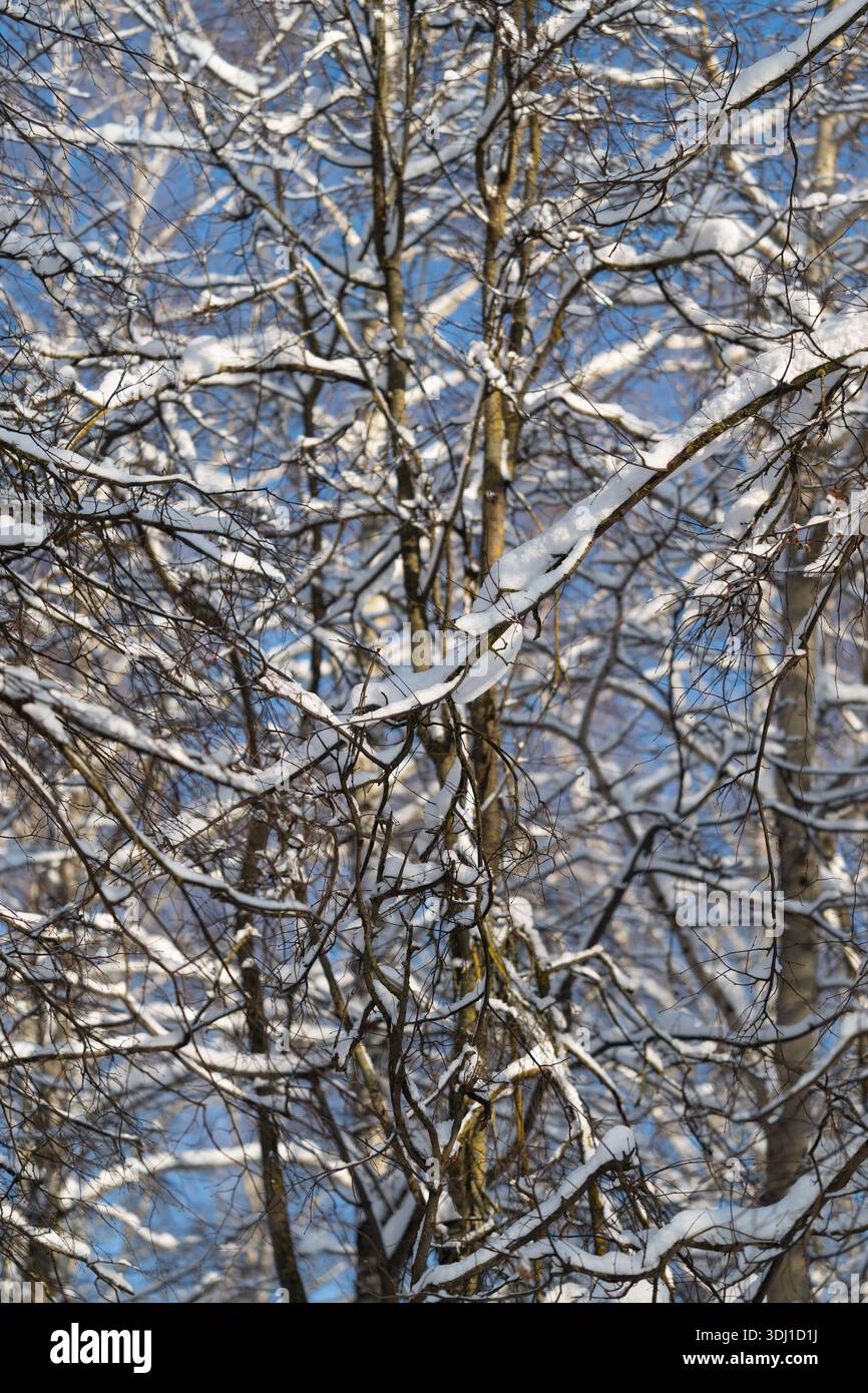 intricata rete di rami carichi di neve contro il cielo azzurro, composizione a strati densa con ombre delicate e linee ritmiche, atmosfera fredda Foto Stock