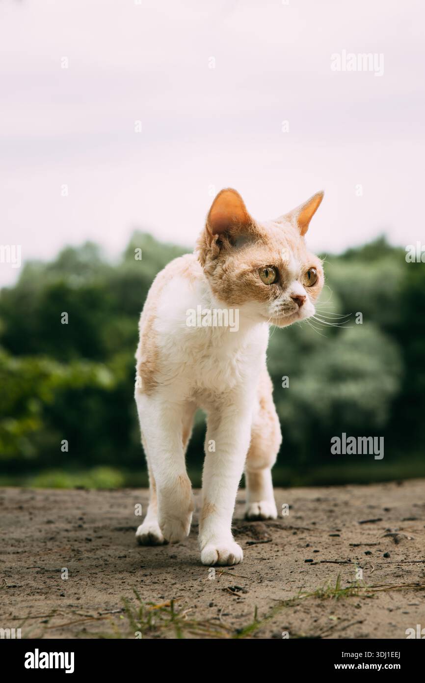 Red-Tan Devon Rex seduto a terra – avvisa il ritratto di gatto all'aperto con orecchie distintive Foto Stock