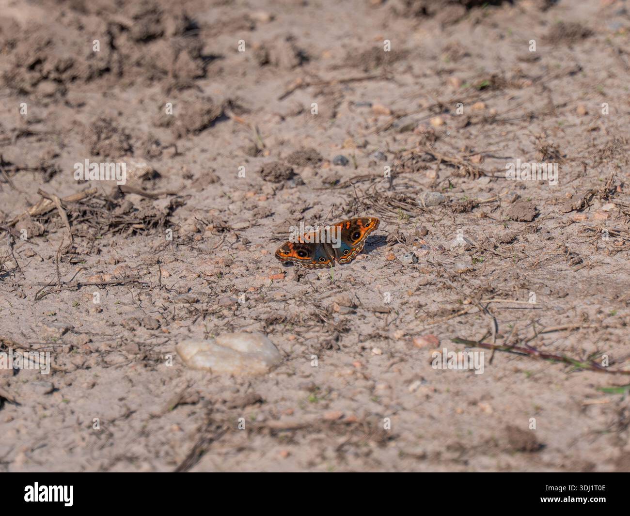 Una bellissima farfalla Blue Pansy (Junonia orithya) con ali arancioni e blu sedute su un terreno asciutto e polveroso. Foto Stock