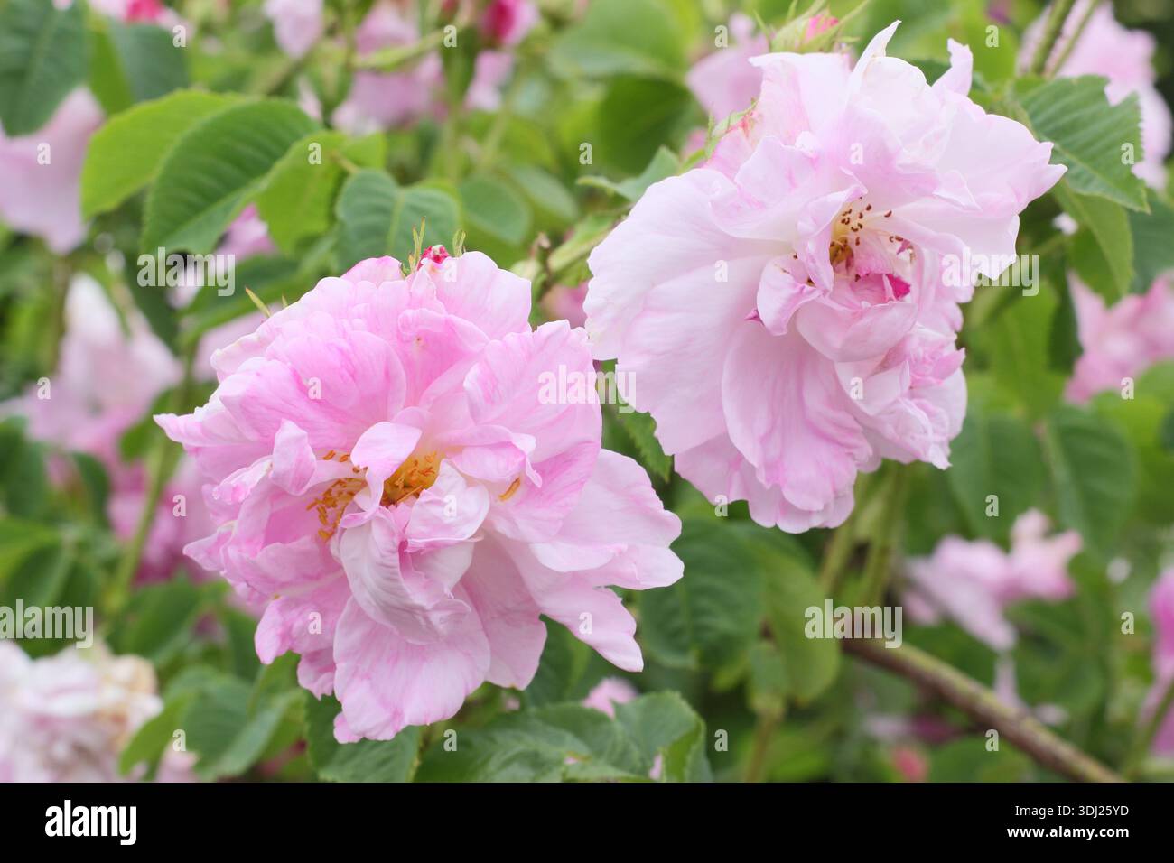 Rosa Amelia, una rosa arbustiva con fiori rosa, doppi, molto profumati. Chiamata anche Rosa Poulen011 Foto Stock