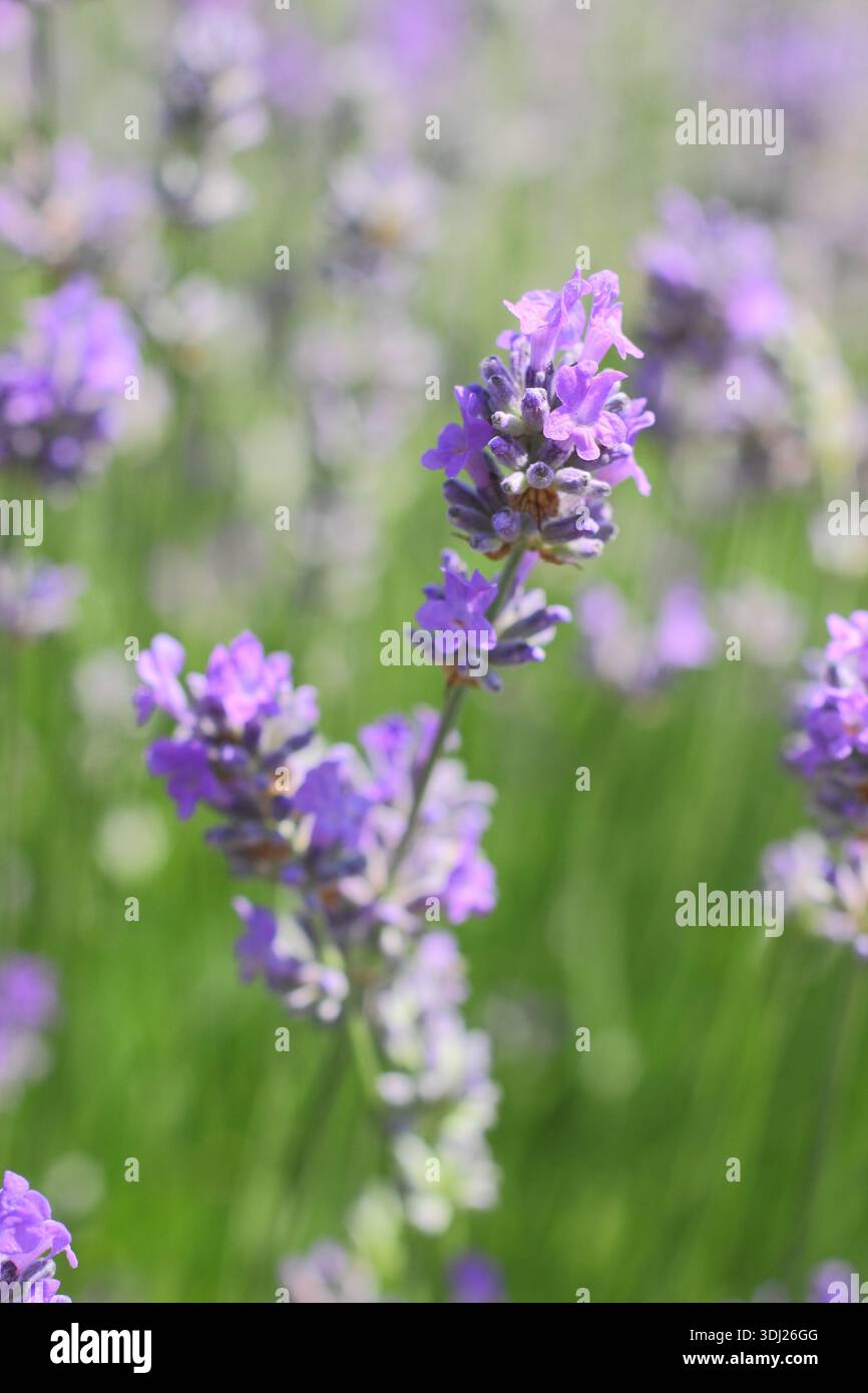 Lavanda inglese, Lavandula angustifolia "Cedar Blue" con punte distintive di piccoli fiori viola pallidi fortemente profumati su steli verdi grigi Foto Stock