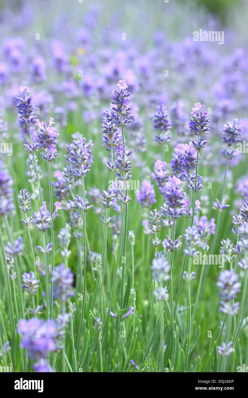 Lavanda inglese. Lavendua.Lavendula angustifolia Twickel Purple, pianta inglese molto profumata di lavanda, che cresce in estate. Dettaglio del campo lavanda del Regno Unito Foto Stock