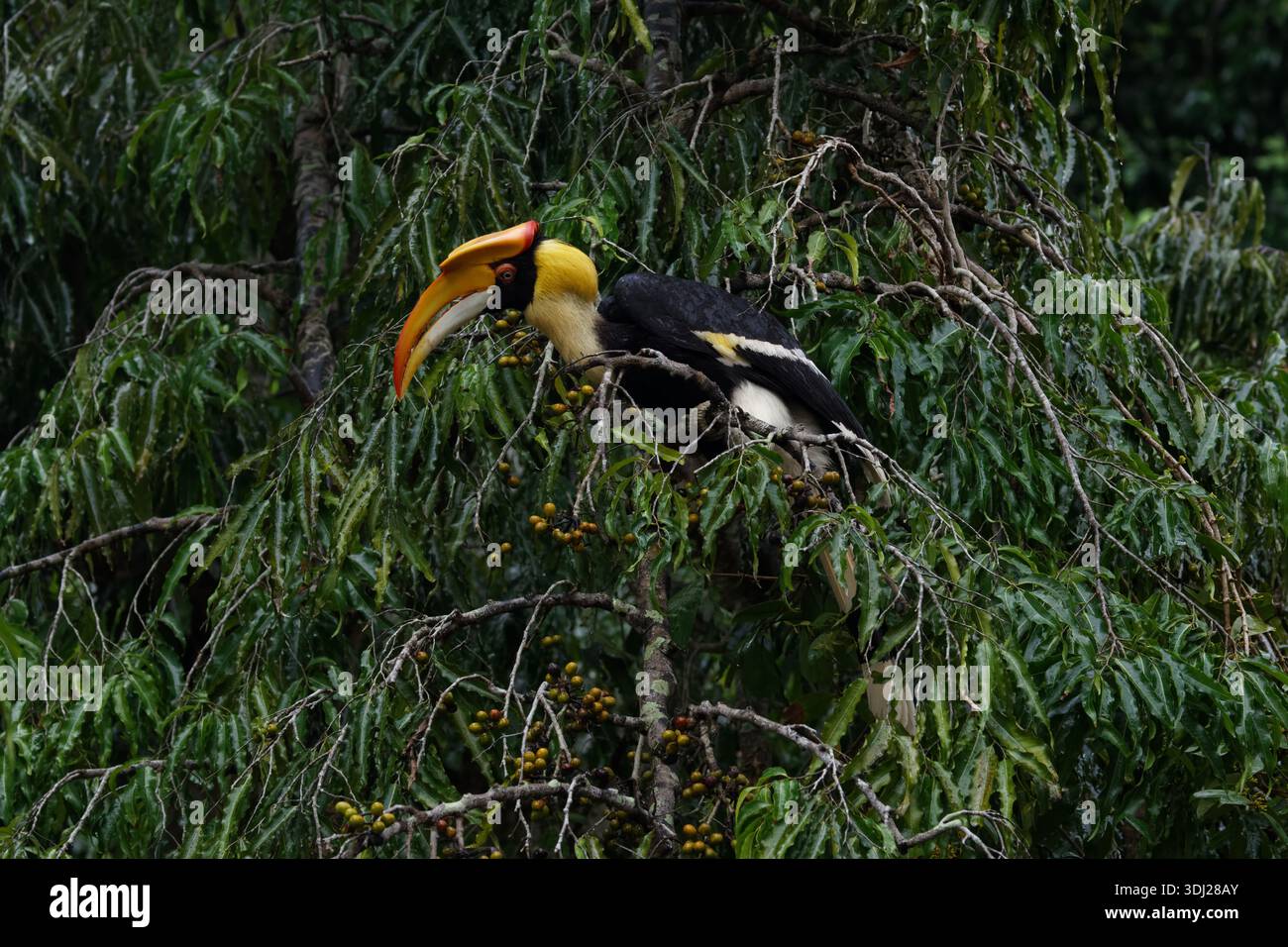 Il maestoso grande carnano (Buceros bicornis) si nutre di frutta sugli alberi Foto Stock