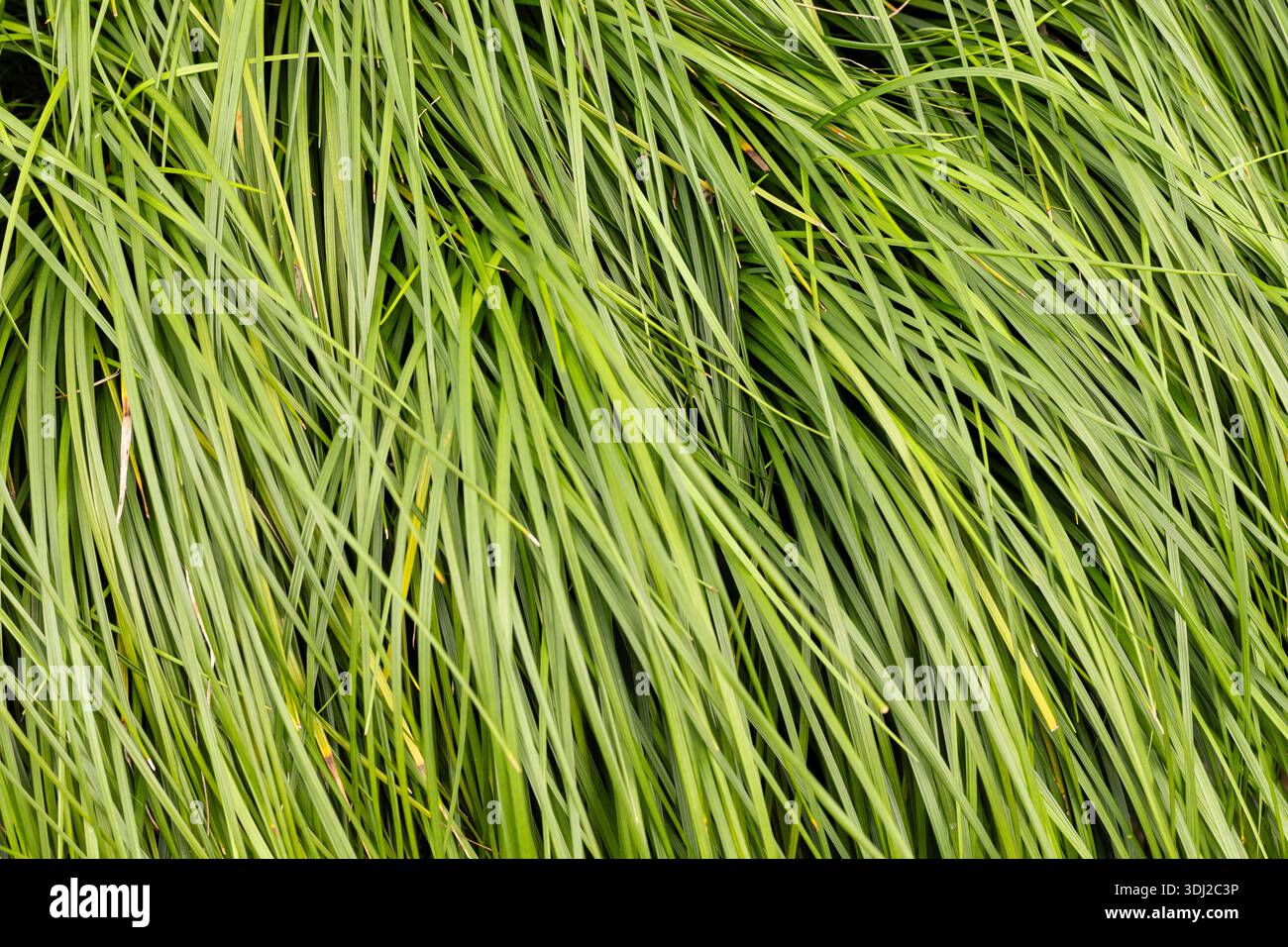 L'erba riempie il terreno in un parco, mostrando alte lame che oscillano nel vento. La luce del sole risplende, creando una scena verde vibrante piacevole per gli occhi. Foto Stock