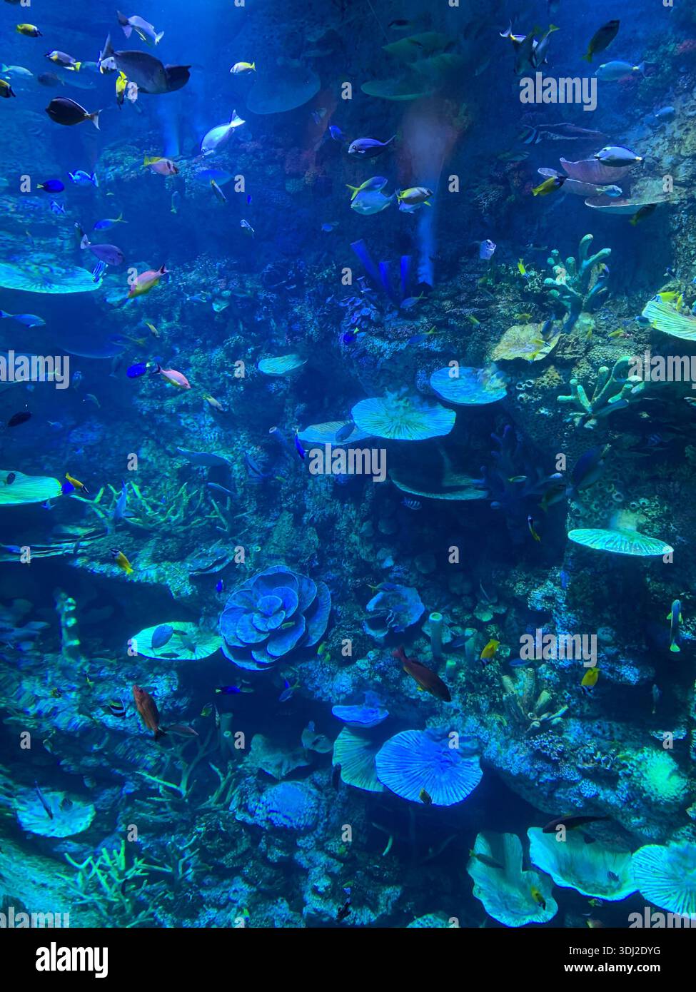 Colorati pesci tropicali che nuotano tra le formazioni della barriera corallina all'interno di un grande acquario pubblico, che mostra la vibrante biodiversità marina e l'ecosistema sottomarino - Immagine stock catturata con smartphone