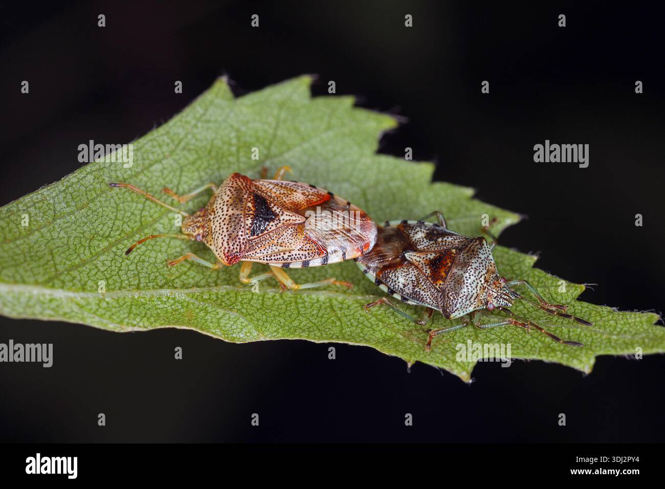 Insetto genitore, Elasmucha grisea. Insetto scudo della famiglia Acanthosomatidae. Una coppia di accoppiamento su una foglia di betulla. Foto Stock