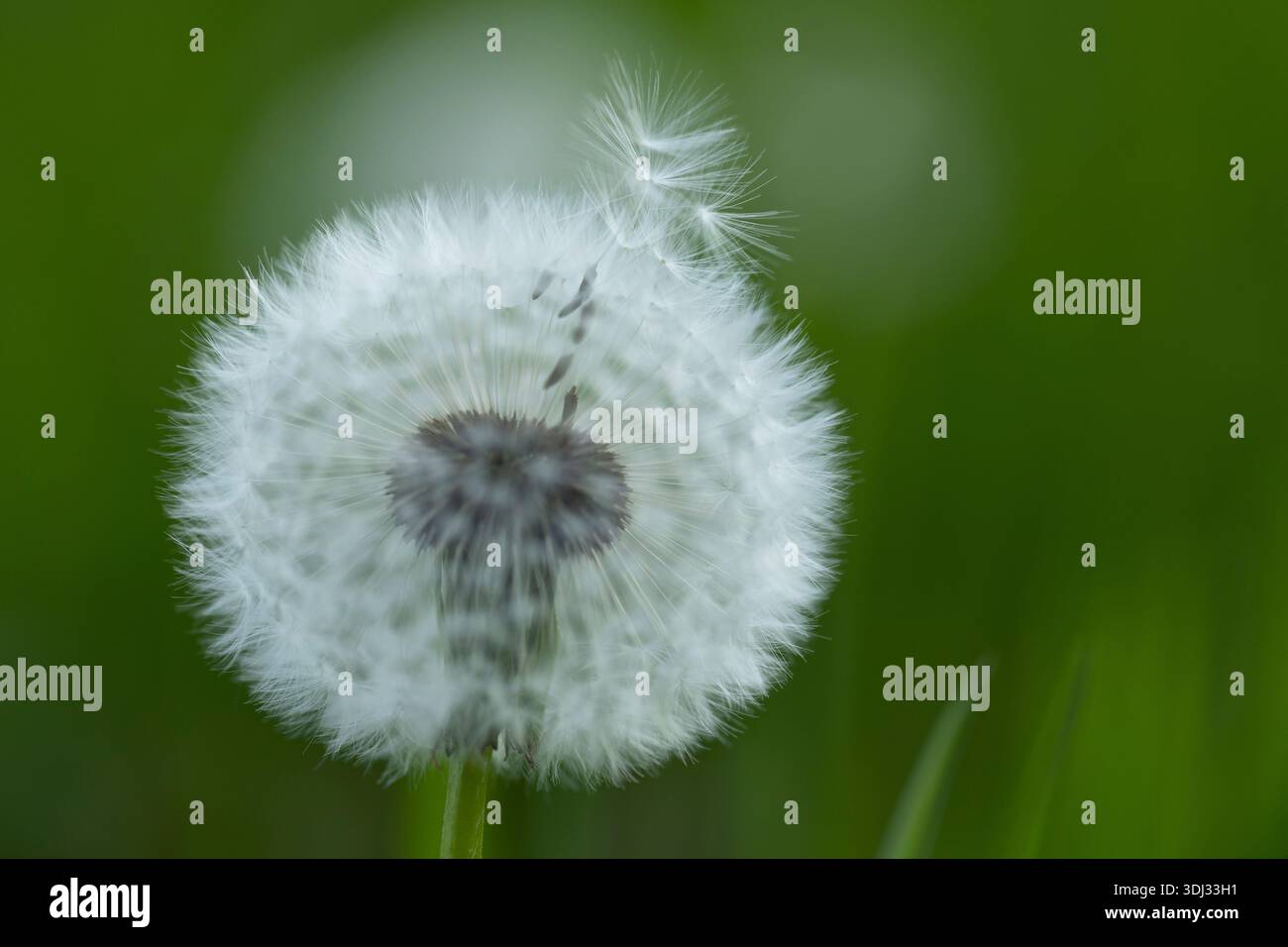 Dandelion, Taraxacum officinale, testa di mare, Regno Unito Foto Stock