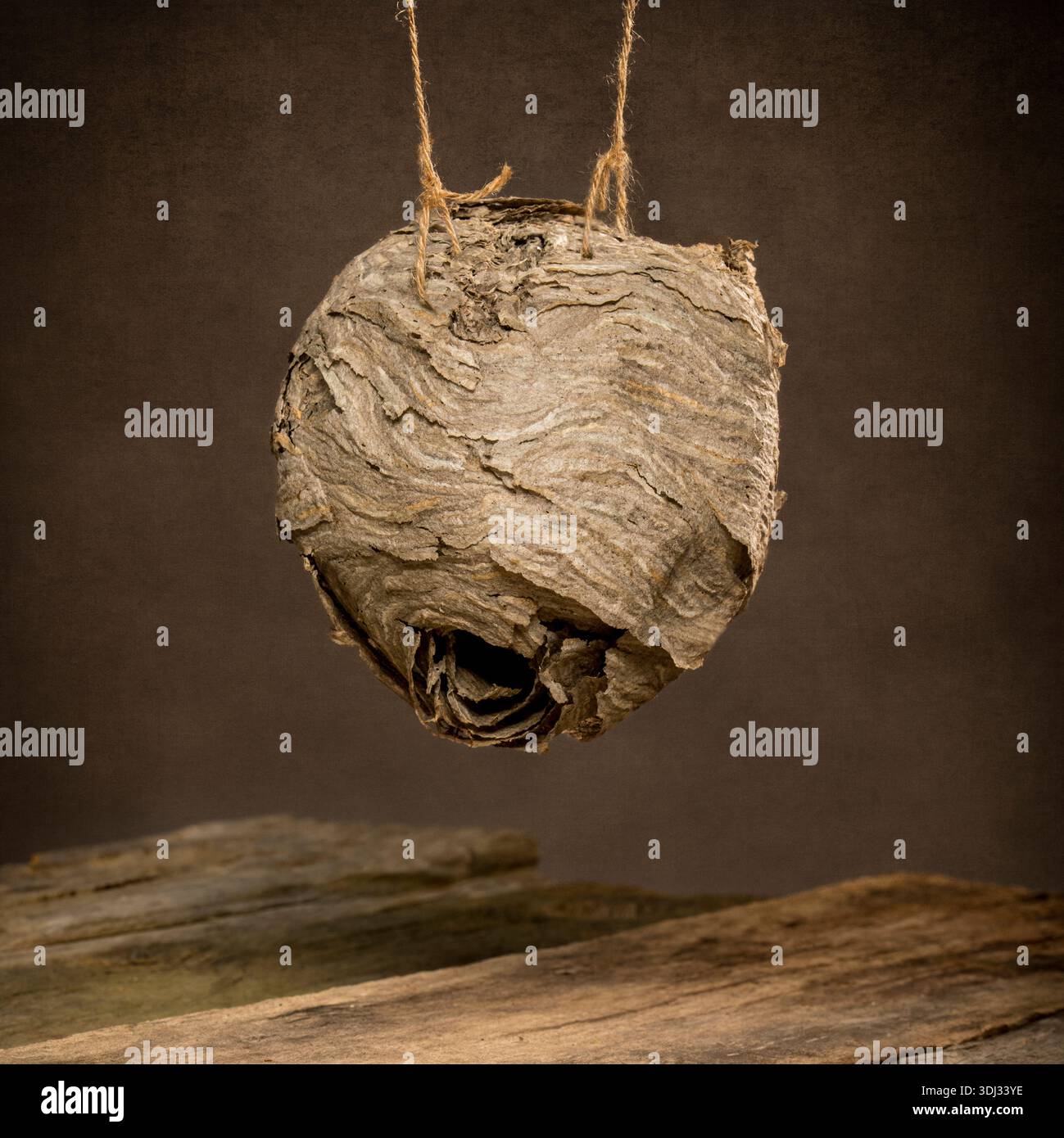 Foto artistiche di un alveare calvo sospeso su uno sfondo rustico, che mette in evidenza la struttura e la consistenza della carta stratificata. Foto Stock