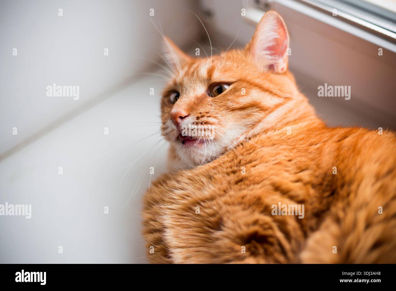 Un bellissimo gatto domestico a righe d'arancia che si stende in posizioni strane, strane e divertenti. Ritratto animale su davanzale bianco Foto Stock