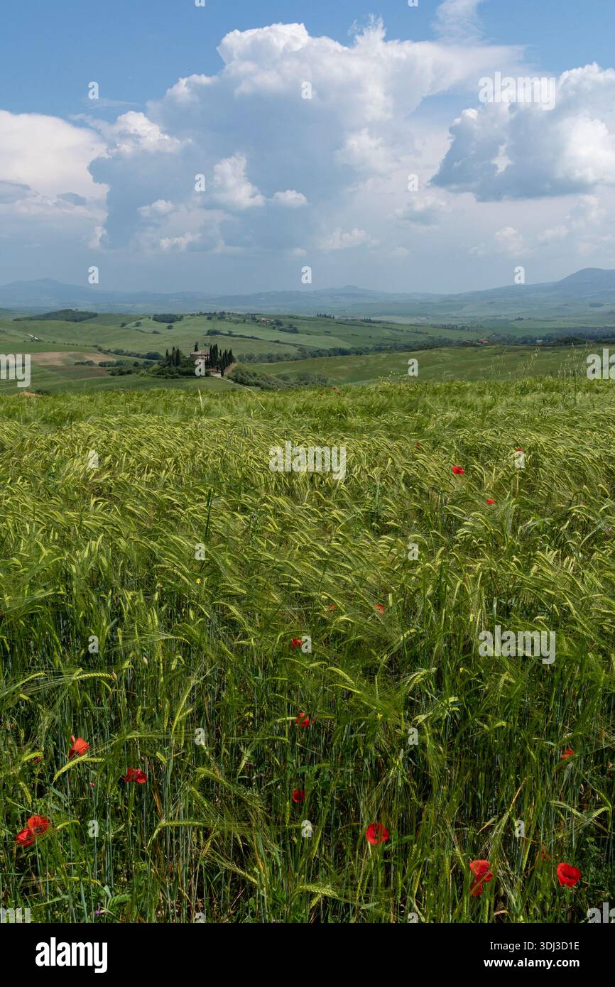 Campo di grano, Toscana, Italia Foto Stock