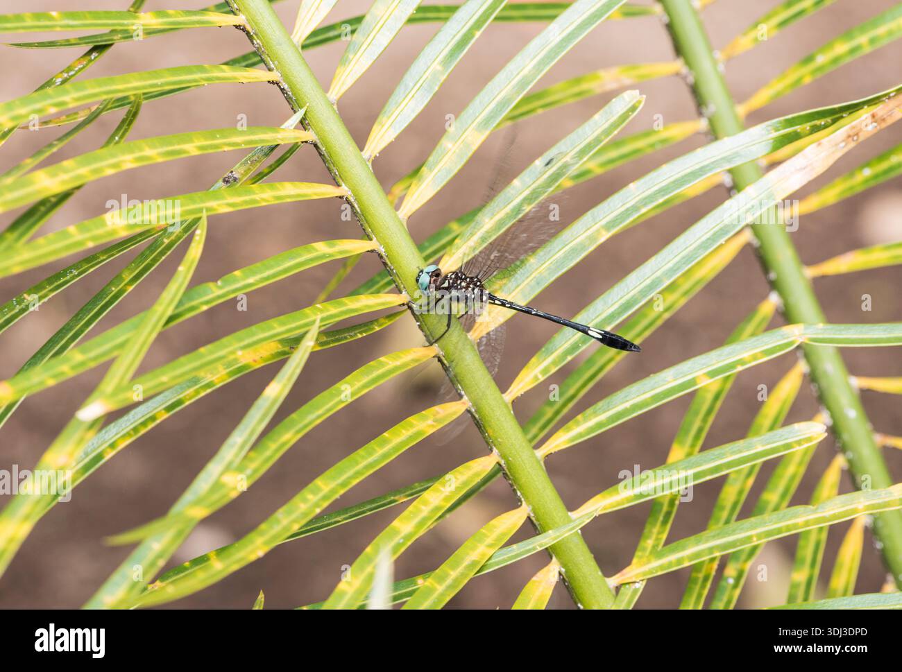 A Clubskimmer (Brachmorhaga sp.) Appollaiato su una facciata di Cycad a Xalapa, in Messico Foto Stock