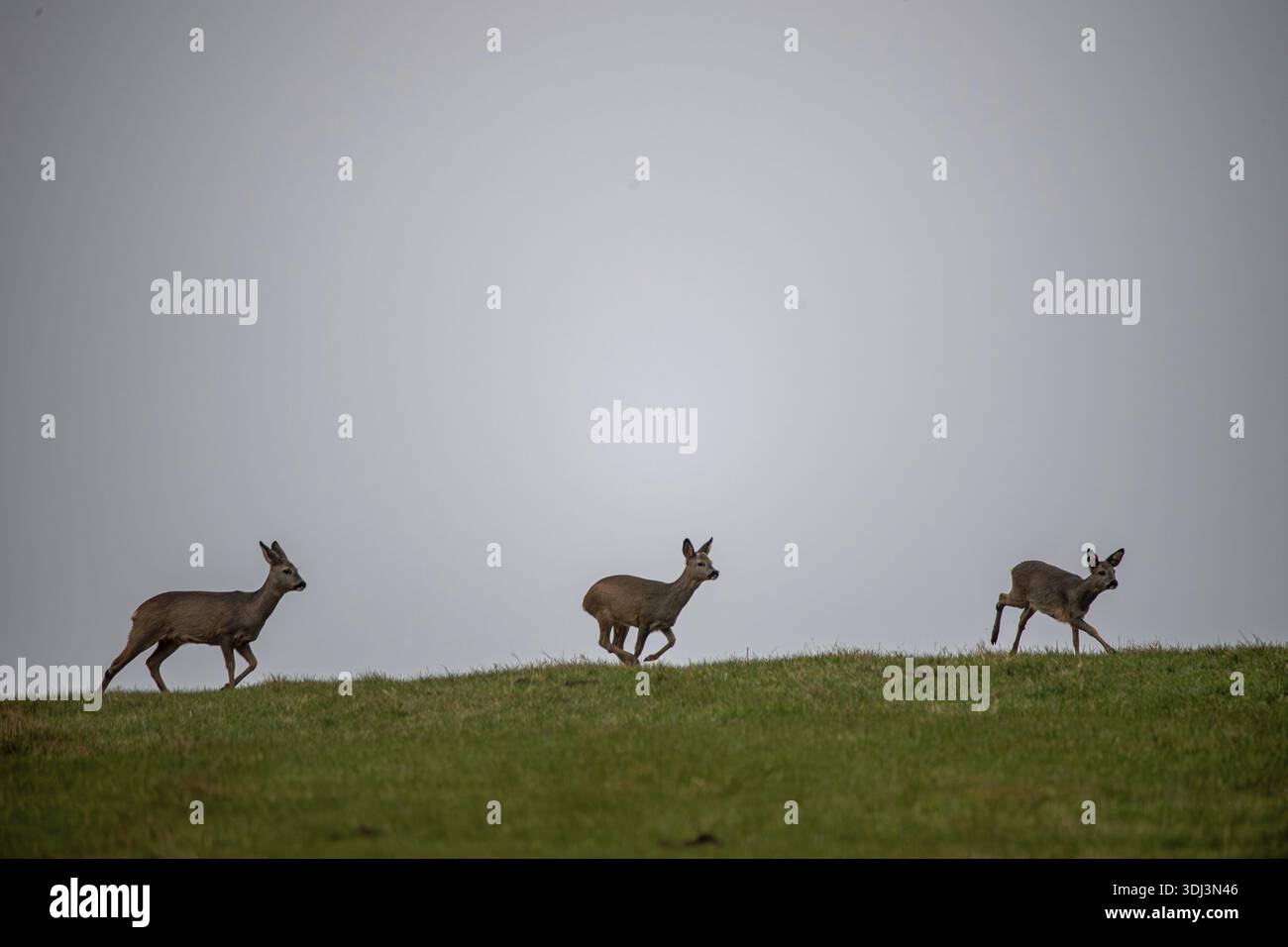 Roe Deer (Capreolus capreolus), gruppo che corre su un prato, Schleswig-Holstein, Germania Foto Stock