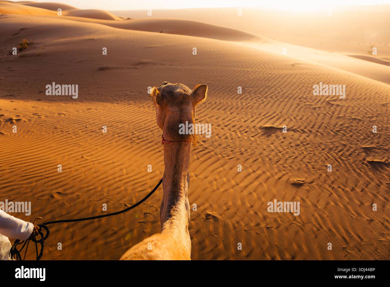 Mano beduina che tiene la corda mentre conduce il cammello attraverso il deserto di Wahiba Sands in Oman. Esperienza di viaggio nel deserto e paesaggio mediorientale. Foto Stock