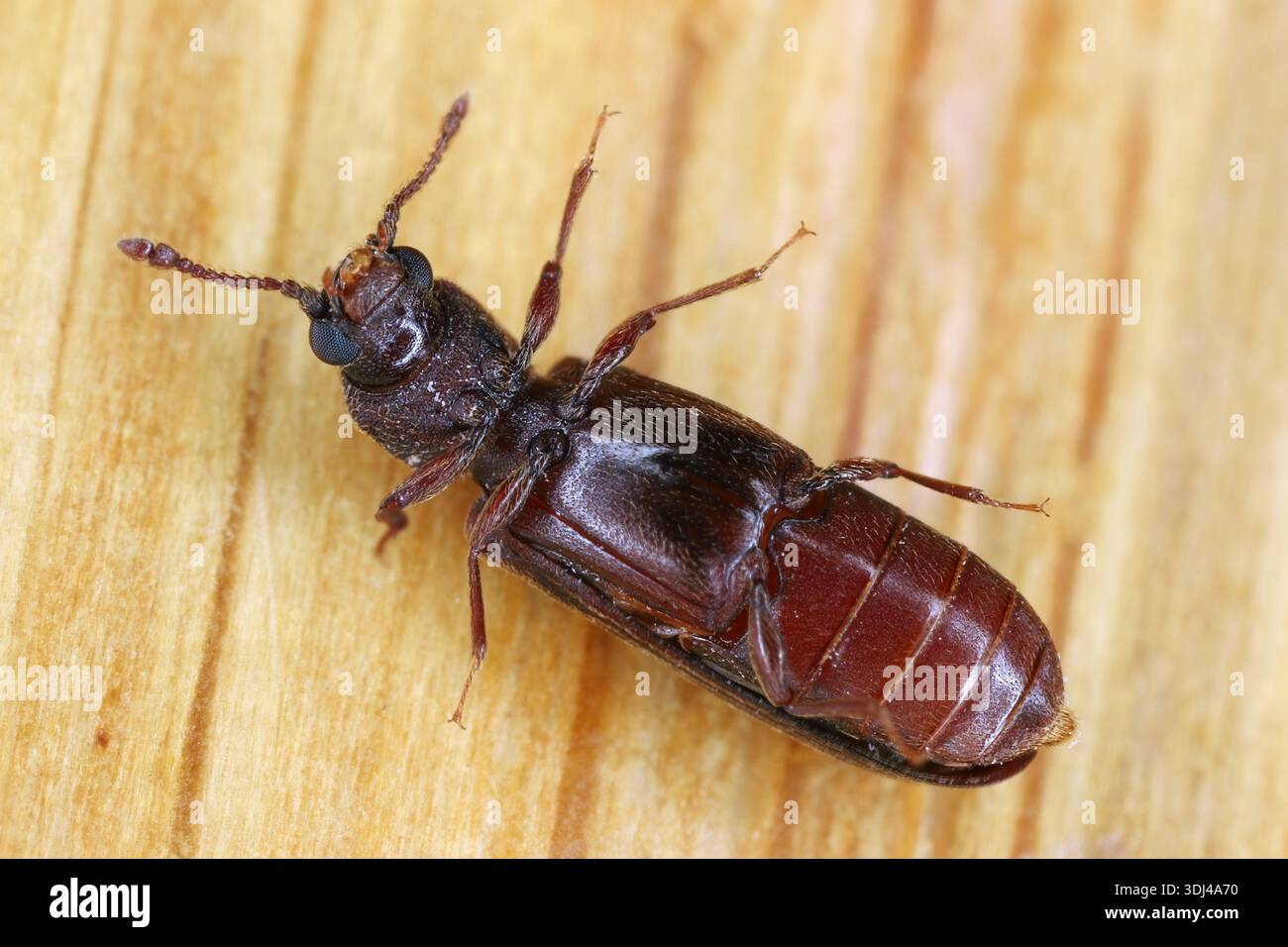 Vista della parte inferiore di un insetto adulto della specie Cosmopolitan Powder post Beetle alco chiamato lictide di quercia, Lyctus linearis. Foto Stock