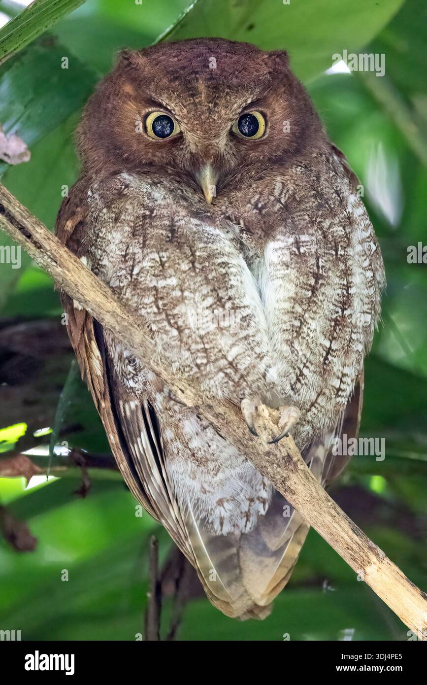 MidAmerican Screech-Owl (Megascops guatemalae) - la Laguna del Lagarto Eco-Lodge, Boca Tapada, Costa Rica Foto Stock