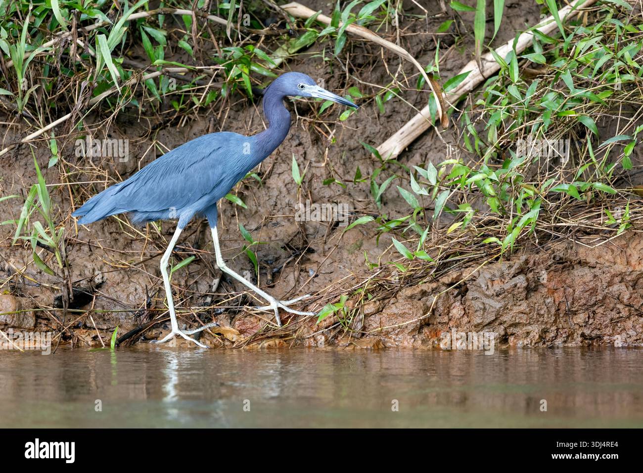 Piccolo airone blu (Egretta caerulea) sul fiume San Carlos vicino a Boca Tapada, Costa Rica Foto Stock