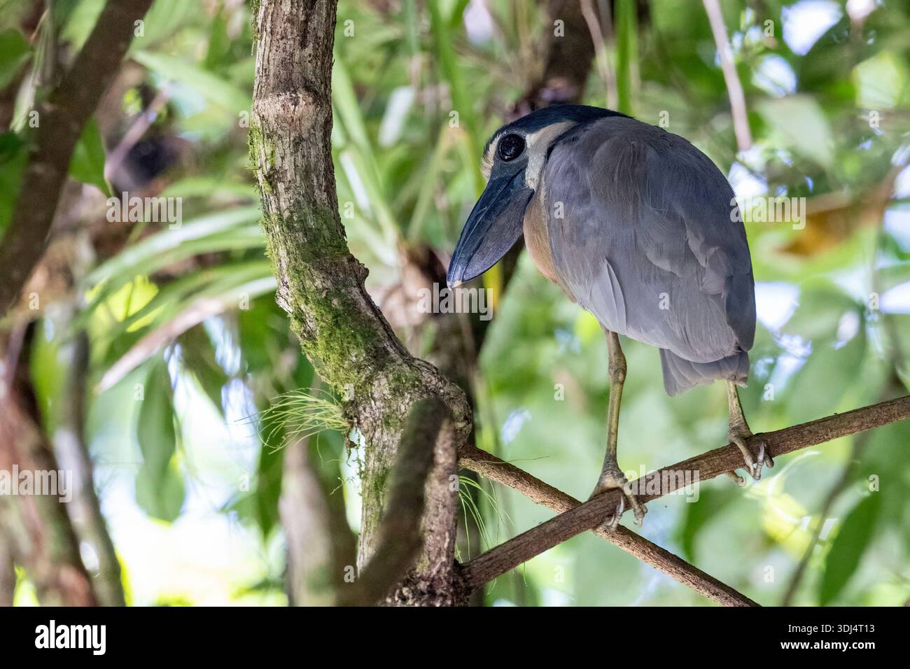 Airone con fattura in barca (Cochlearius cochlearius) - fiume San Carlos, vicino a Boca Tapada, Costa Rica Foto Stock