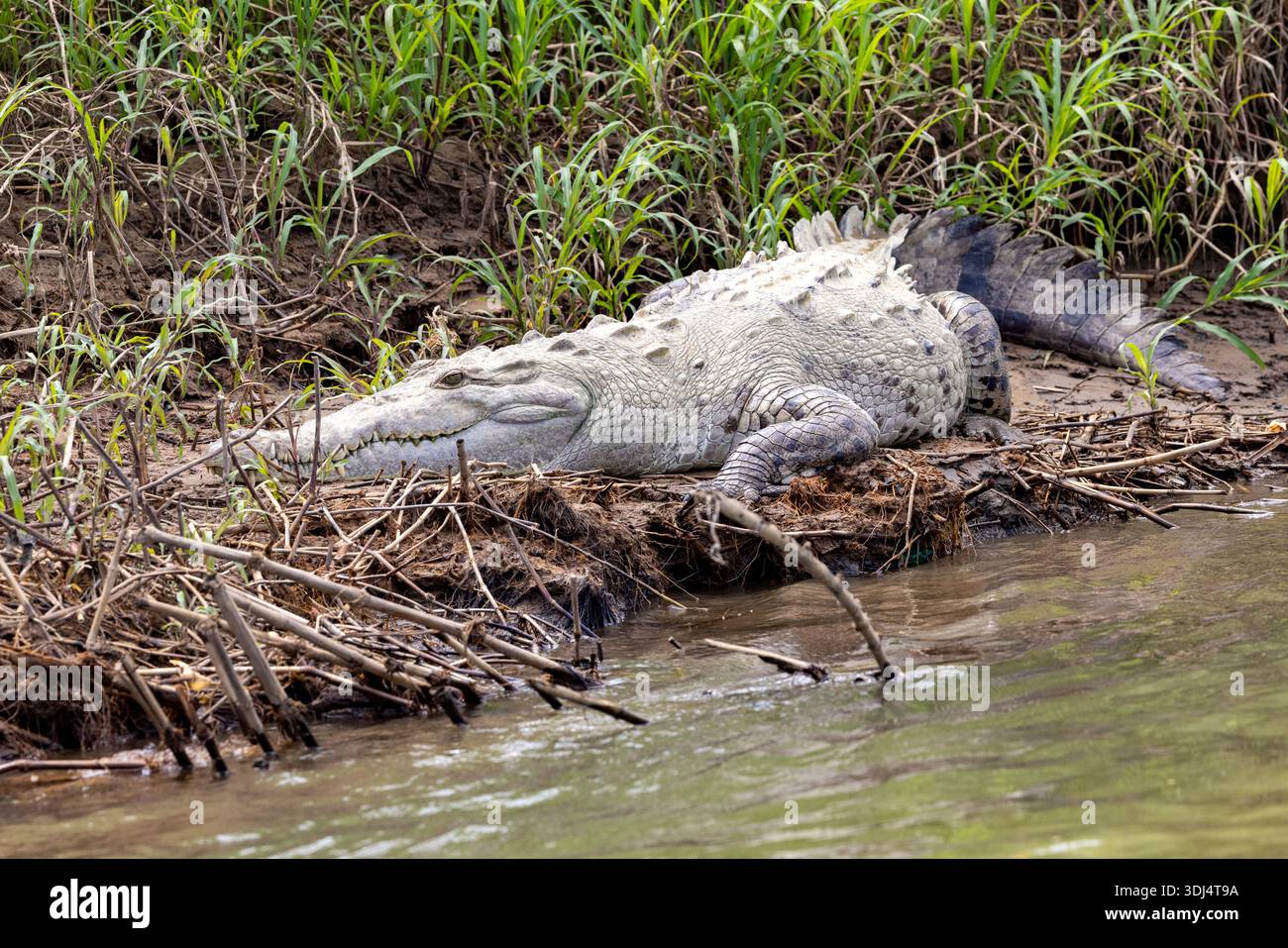 Coccodrillo americano (Crocodylus acutus) - fiume San Carlos vicino a Boca Tapada, Costa Rica Foto Stock