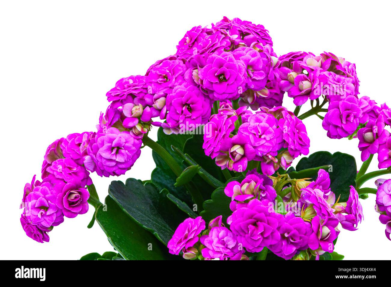 Primo piano dei fiori rosa di Kalanchoe (Kalanchoe blossfeldiana). Fiore primaverile brillante con foglie verdi, perfetto per il design di biglietti d'auguri Foto Stock